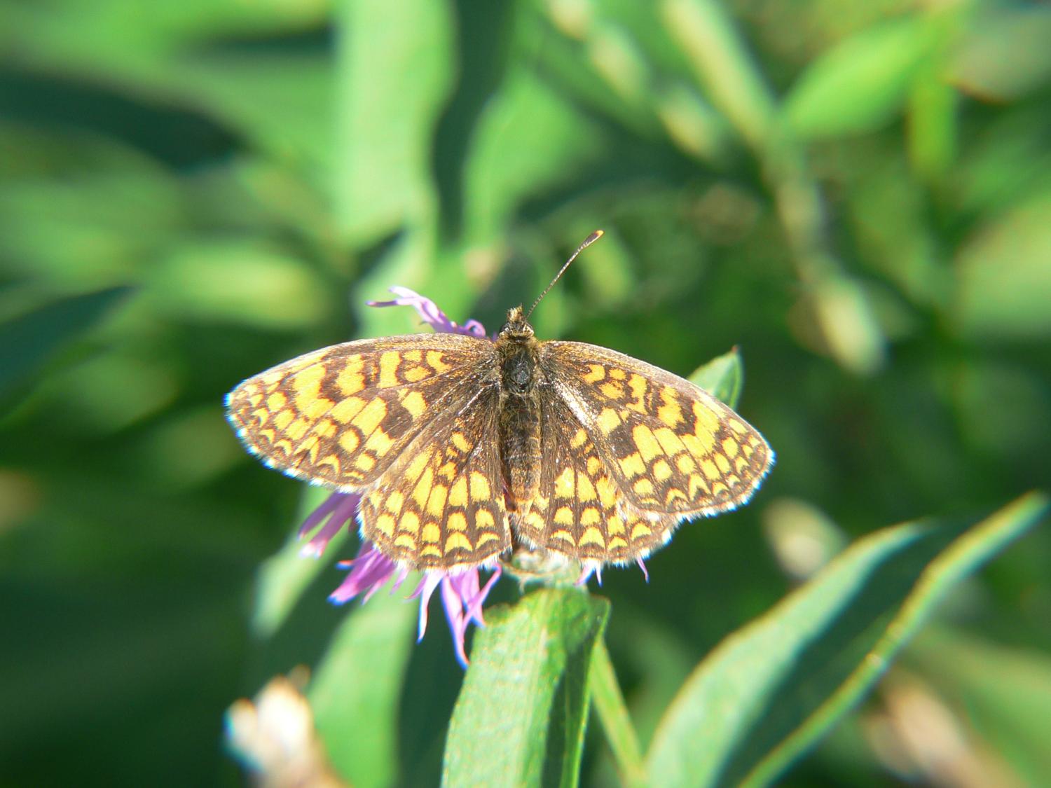 Melitaea athalia